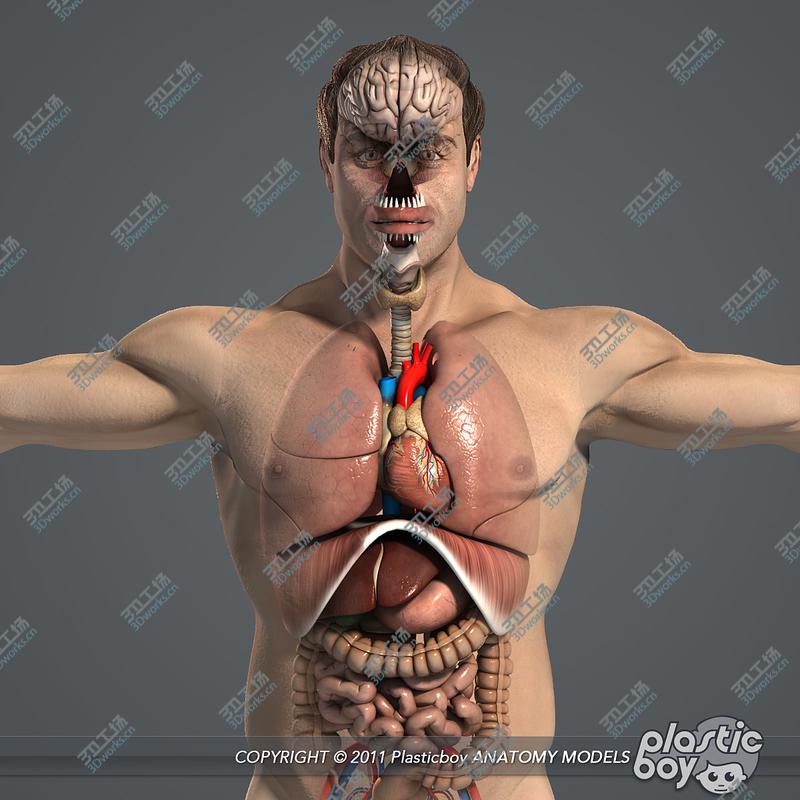images/goods_img/2021040234/Internal Organs and Male Body Anatomy Pack V04 (Textured)/3.jpg